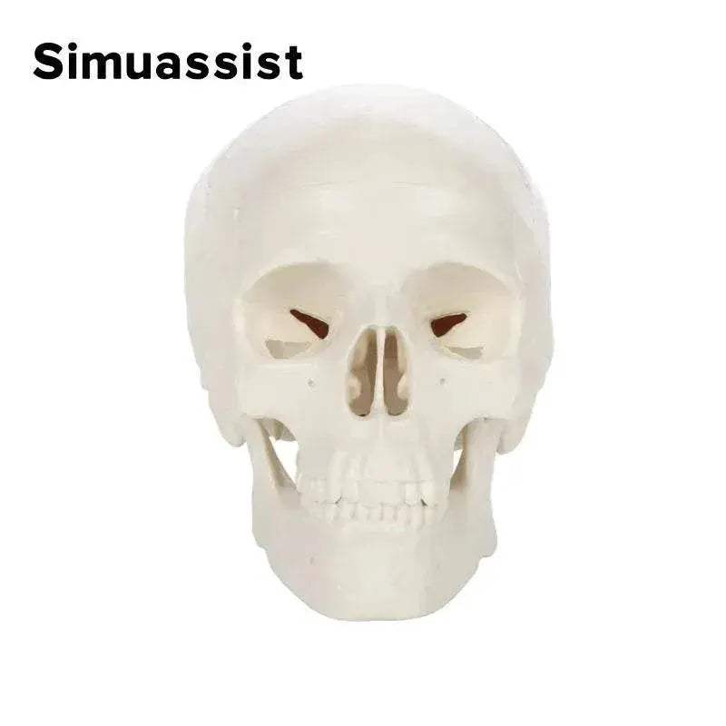 1:1 Life Size Human Anatomical Head Skeleton Skull Model Removable Skull Cap Teaching Tool - ToylandEU
