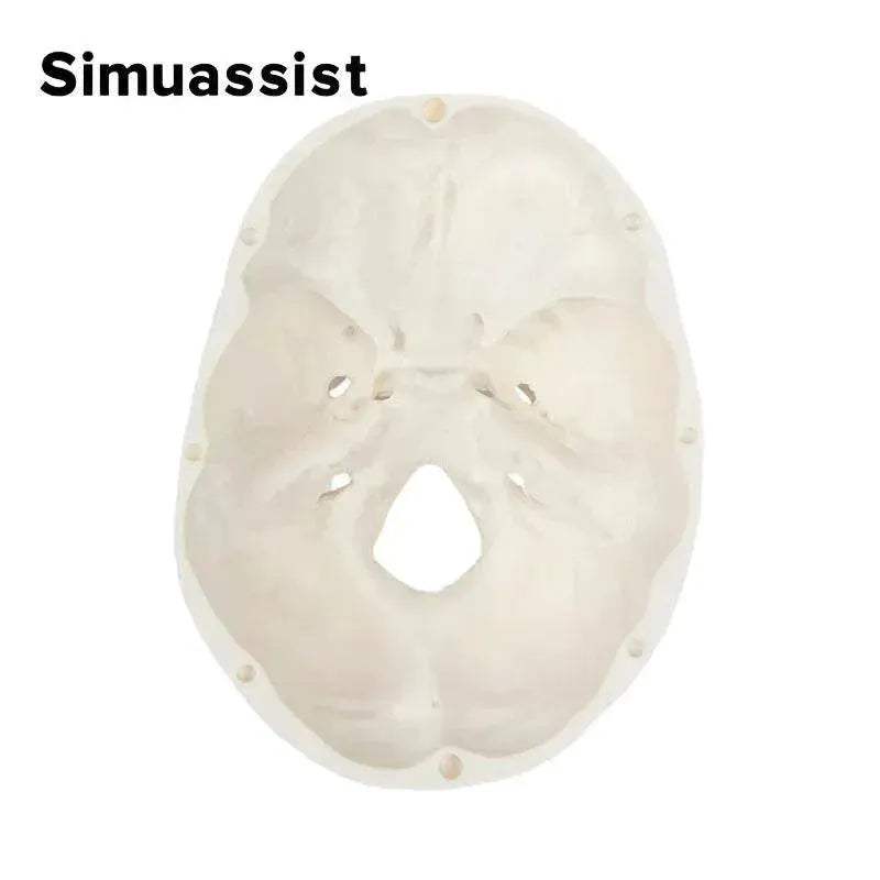 1:1 Life Size Human Anatomical Head Skeleton Skull Model Removable Skull Cap Teaching Tool - ToylandEU