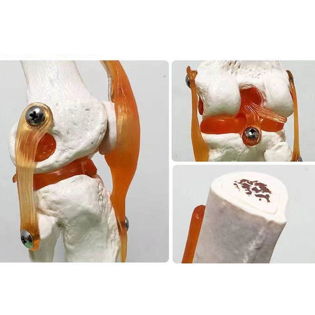 Modelo de anatomia da articulação do joelho humano adulto em tamanho real 1:1 Recursos de ensino de ciências médicas Anatomia do aluno Humana Material de sala de aula - ToylandEU