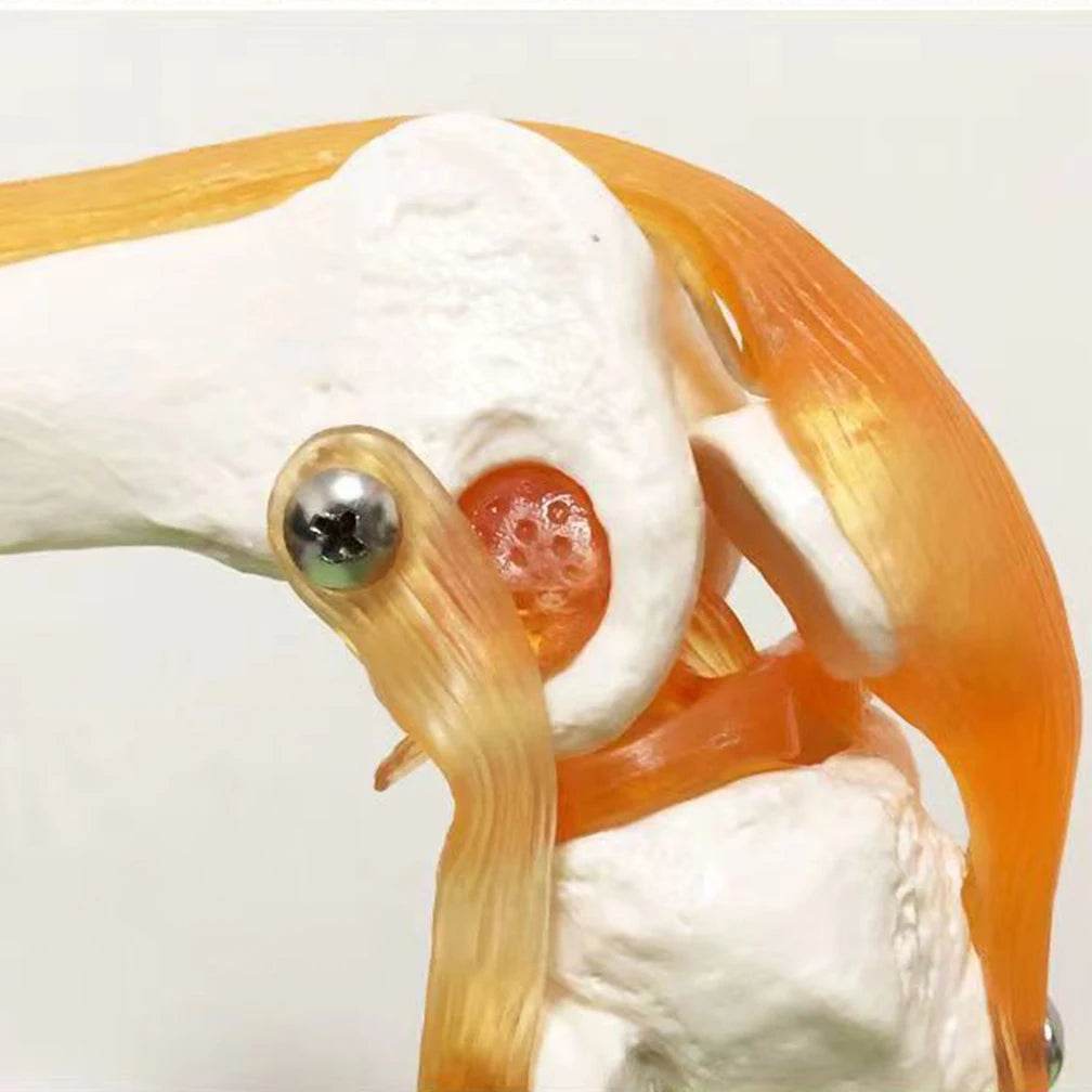 Modelo de anatomia da articulação do joelho humano adulto em tamanho real 1:1 Recursos de ensino de ciências médicas Anatomia do aluno Humana Material de sala de aula - ToylandEU