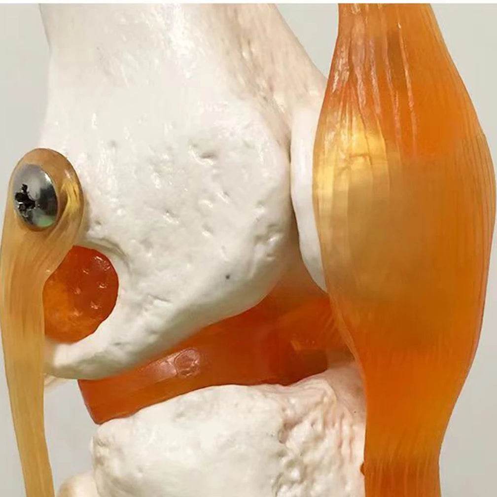 Modelo de anatomia da articulação do joelho humano adulto em tamanho real 1:1 Recursos de ensino de ciências médicas Anatomia do aluno Humana Material de sala de aula - ToylandEU