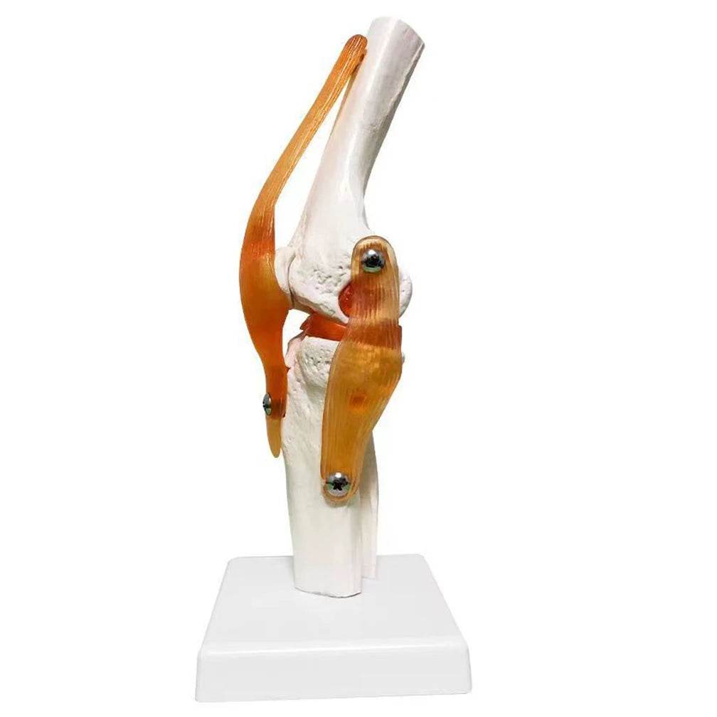 Modelo de anatomia da articulação do joelho humano adulto em tamanho real 1:1 Recursos de ensino de ciências médicas Anatomia do aluno Humana Material de sala de aula - ToylandEU