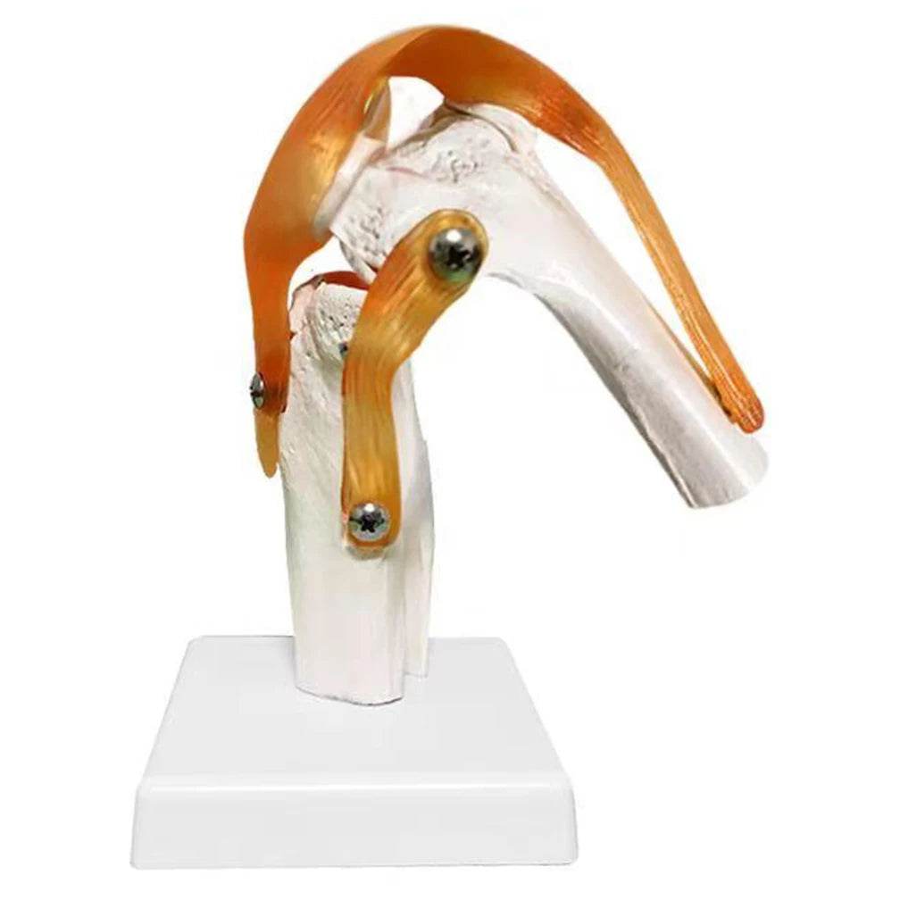 Modelo de anatomia da articulação do joelho humano adulto em tamanho real 1:1 Recursos de ensino de ciências médicas Anatomia do aluno Humana Material de sala de aula - ToylandEU