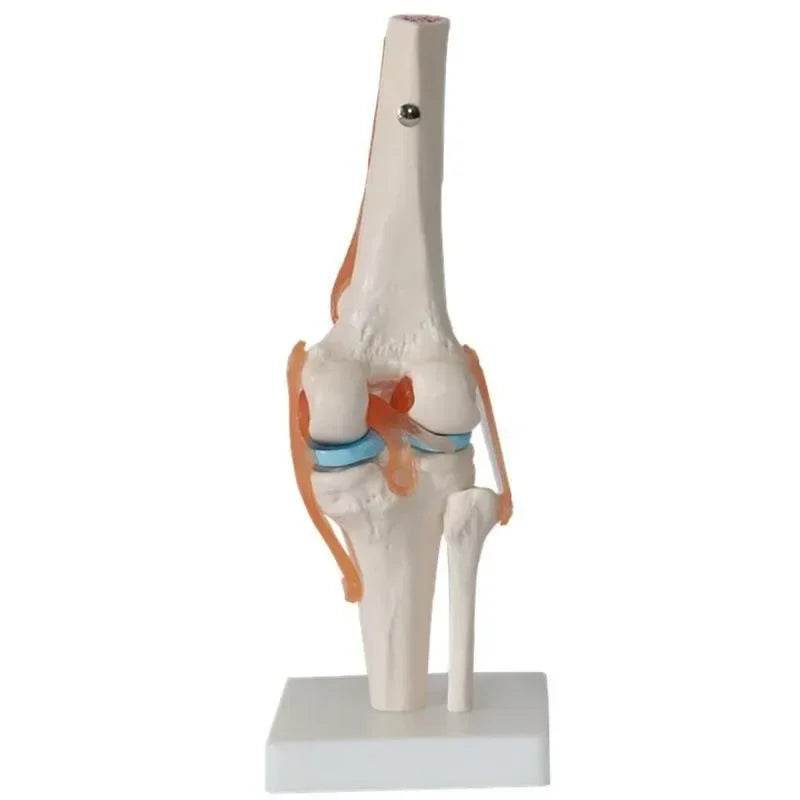1:1 Lifesize Human Knee Joint Anatomy Model Medical Science Teaching Resources Model Drop Shipping - ToylandEU