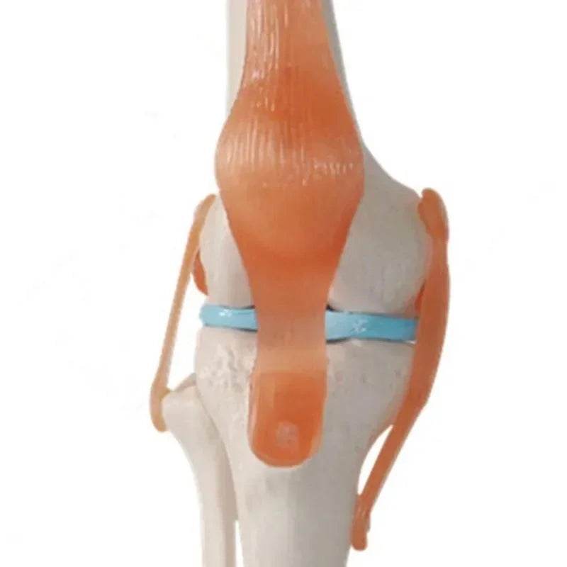 1:1 Lifesize Human Knee Joint Anatomy Model Medical Science Teaching Resources Model Drop Shipping - ToylandEU