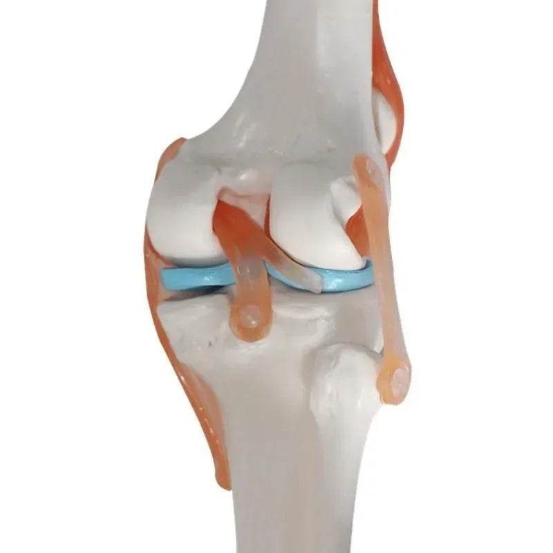 1:1 Lifesize Human Knee Joint Anatomy Model Medical Science Teaching Resources Model Drop Shipping - ToylandEU