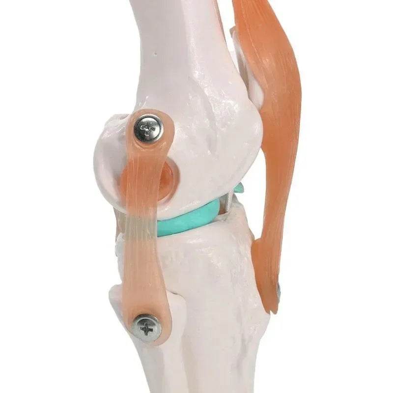 1:1 Lifesize Human Knee Joint Anatomy Model Medical Science Teaching Resources Model Drop Shipping - ToylandEU