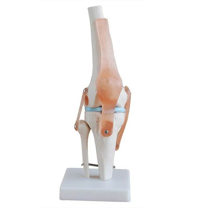 1:1 Lifesize Human Knee Joint Anatomy Model Medical Science Teaching Resources Model Drop Shipping - ToylandEU