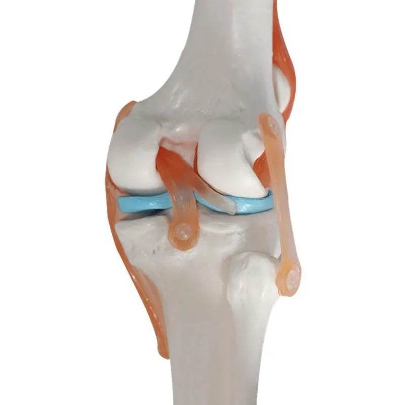 1:1 Lifesize Human Knee Joint Anatomy Model Medical Science Teaching Resources Model Drop Shipping - ToylandEU