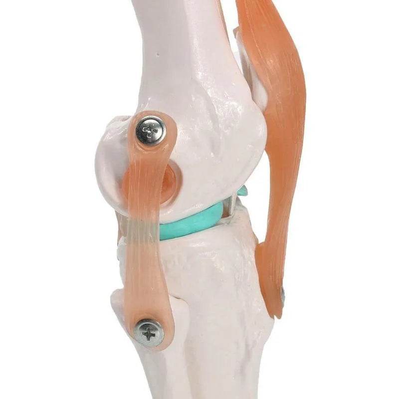 1:1 Lifesize Human Knee Joint Anatomy Model Medical Science Teaching Resources Model Drop Shipping - ToylandEU