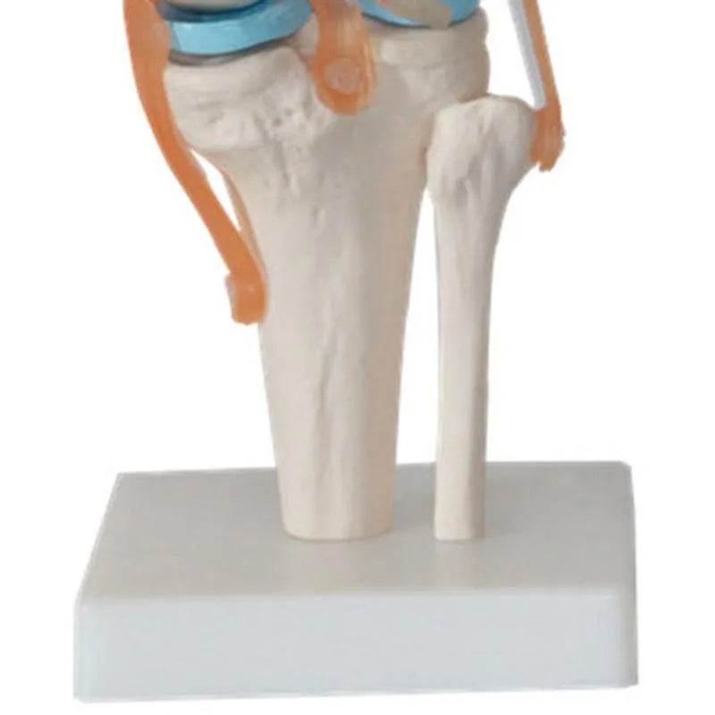 1:1 Lifesize Human Knee Joint Anatomy Model Medical Science Teaching Resources Model Drop Shipping - ToylandEU