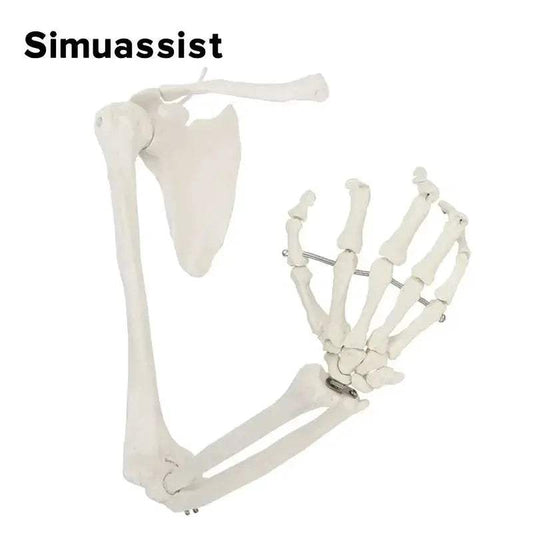 1 To 1 Upper Limb Bone Model Anatomy Flexible SkeletonSystem - ToylandEU