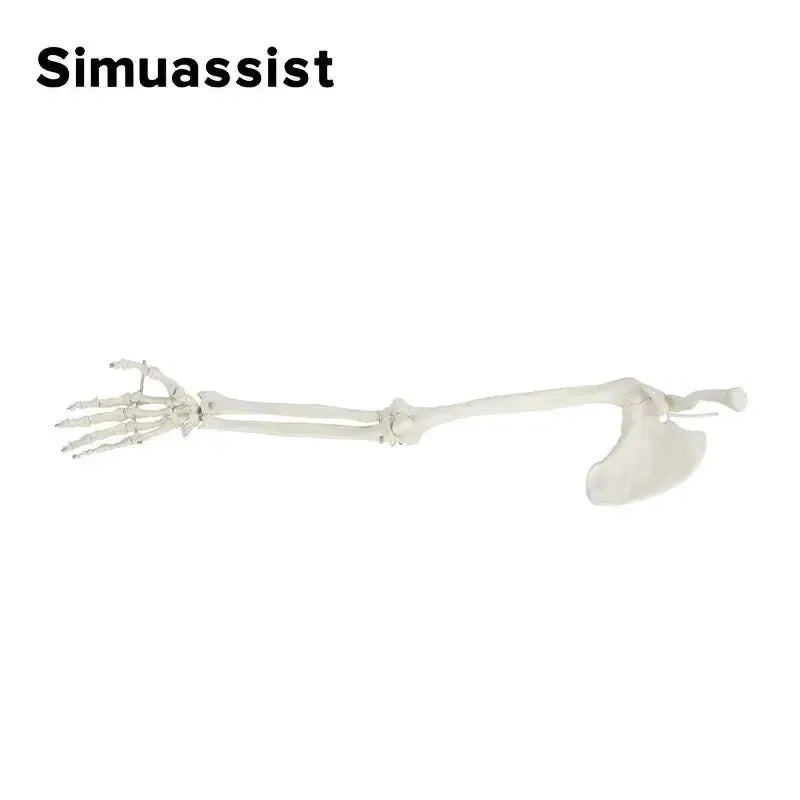 1 To 1 Upper Limb Bone Model Anatomy Flexible SkeletonSystem - ToylandEU