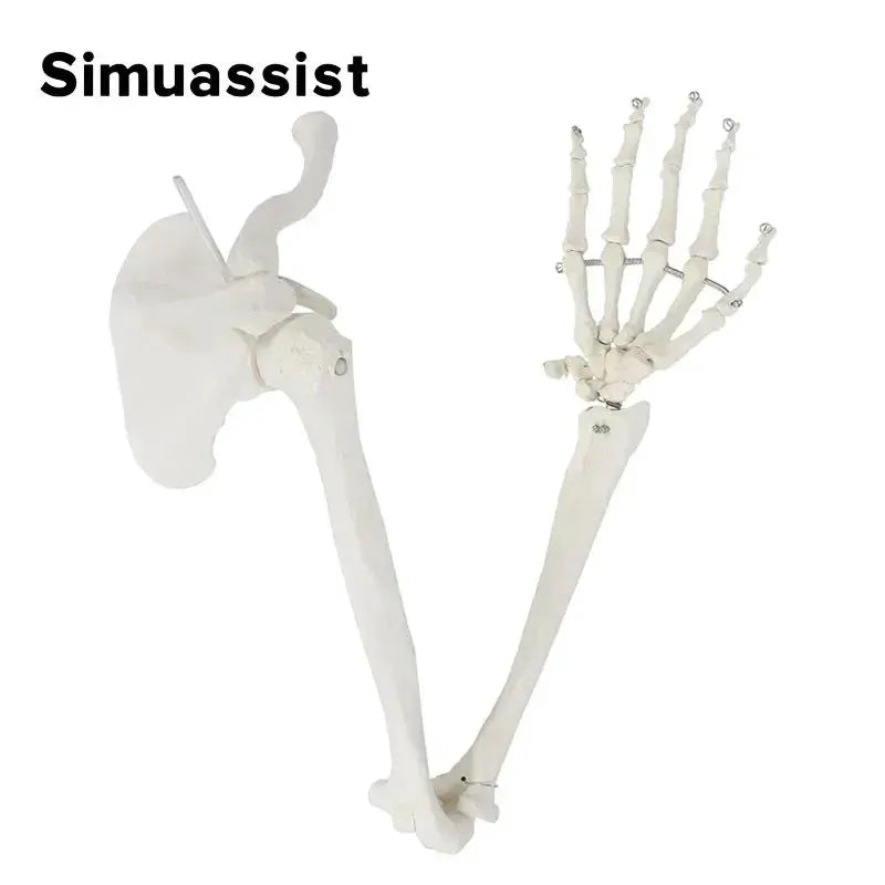 1 To 1 Upper Limb Bone Model Anatomy Flexible SkeletonSystem - ToylandEU