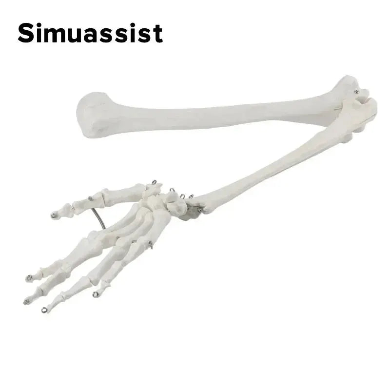 1 To 1 Upper Limb Bone Model Anatomy Flexible SkeletonSystem - ToylandEU