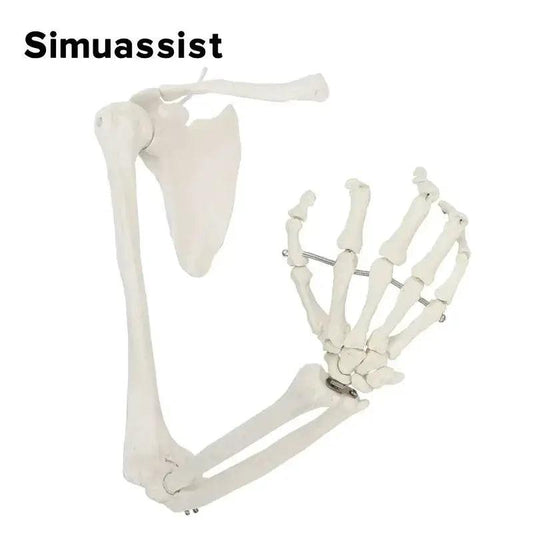  1 To 1 Upper Limb Bone Model Flexible Skeleton Anatomy -  ToylandEU™
