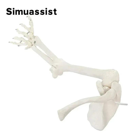  1 To 1 Upper Limb Bone Model Flexible Skeleton Anatomy -  ToylandEU™