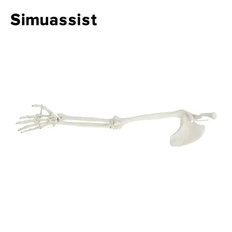  1 To 1 Upper Limb Bone Model Flexible Skeleton Anatomy -  ToylandEU™