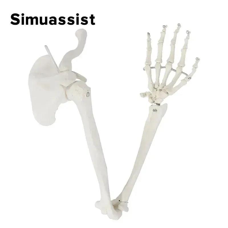  1 To 1 Upper Limb Bone Model Flexible Skeleton Anatomy -  ToylandEU™