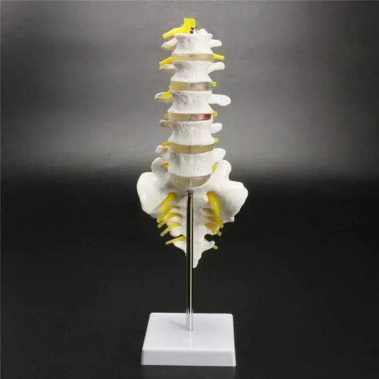  13cm Life Size Chiropractic Human Anatomical Lumbar Vertebral Spine Model School Educational Medical Teaching Tool -  ToylandEU™