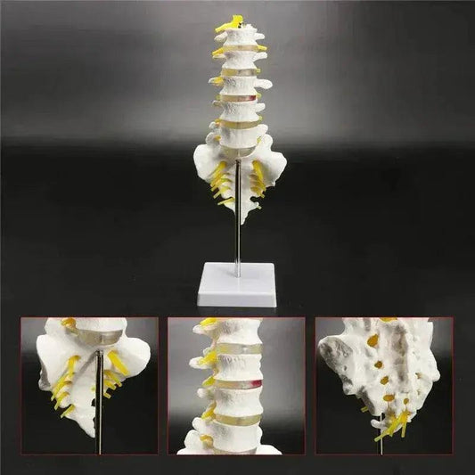  13cm Life Size Chiropractic Human Anatomical Lumbar Vertebral Spine Model School Educational Medical Teaching Tool -  ToylandEU™