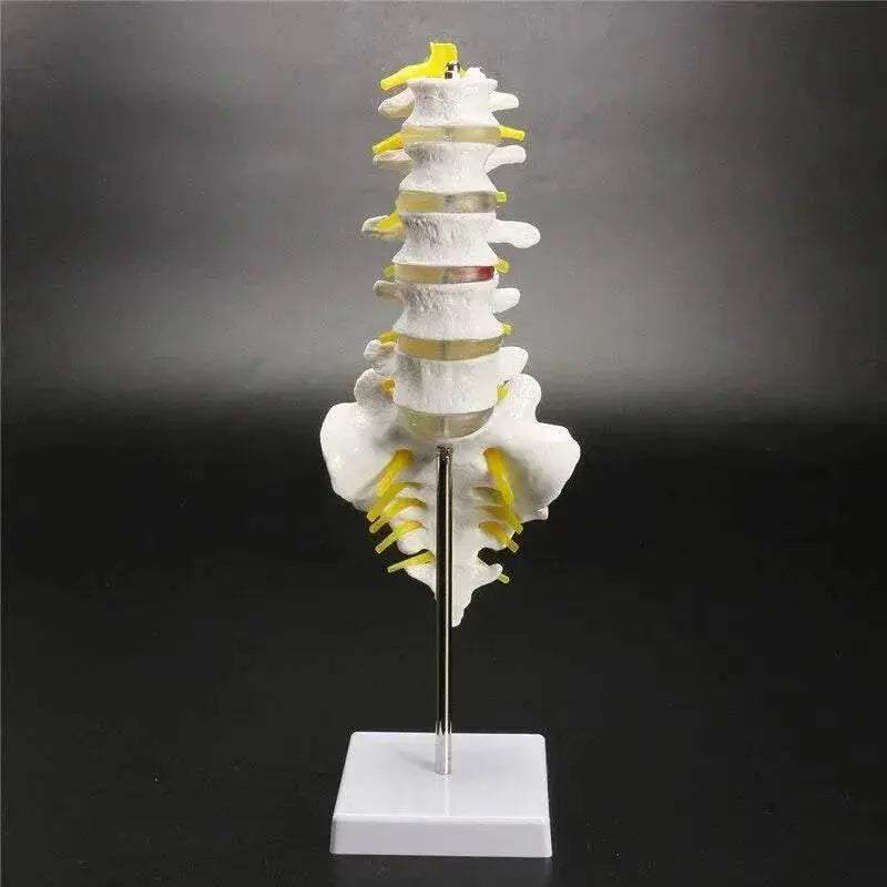 13cm Life Size Chiropractic Human Anatomical Lumbar Vertebral Spine Model School Educational Medical Teaching Tool - ToylandEU