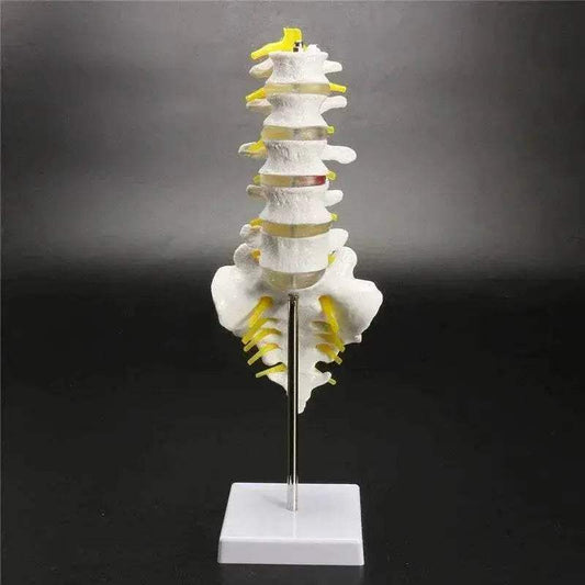 13cm Life Size Chiropractic Human Anatomical Lumbar Vertebral Spine Model School Educational Medical Teaching Tool - ToylandEU