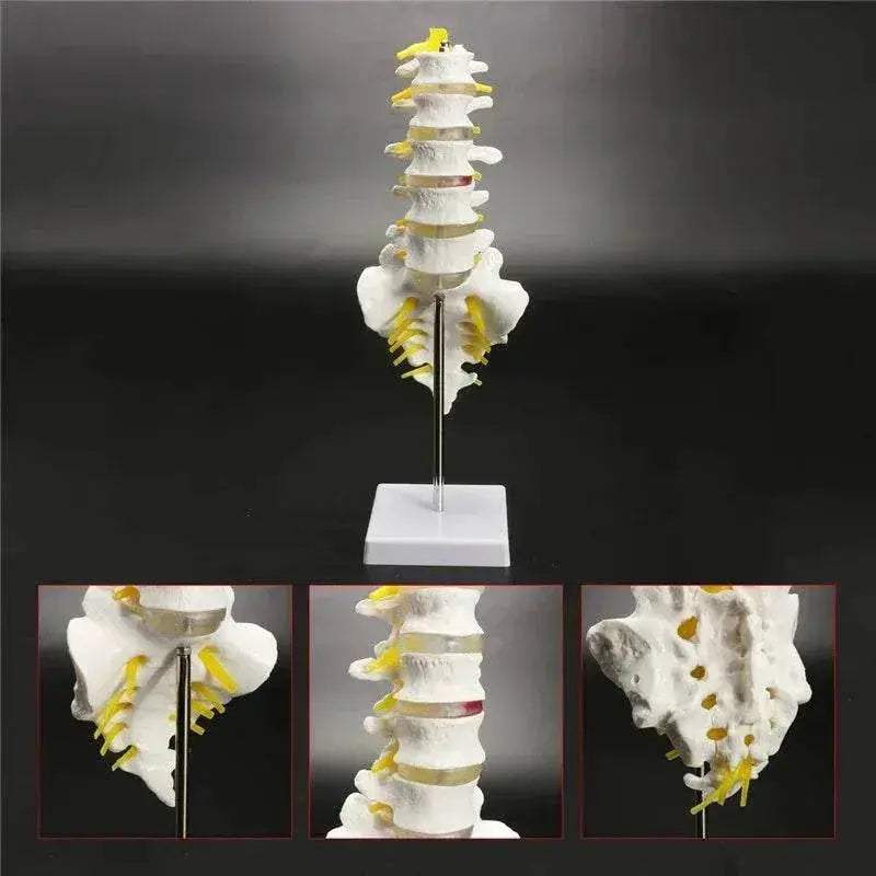 13cm Life Size Chiropractic Human Anatomical Lumbar Vertebral Spine Model School Educational Medical Teaching Tool - ToylandEU