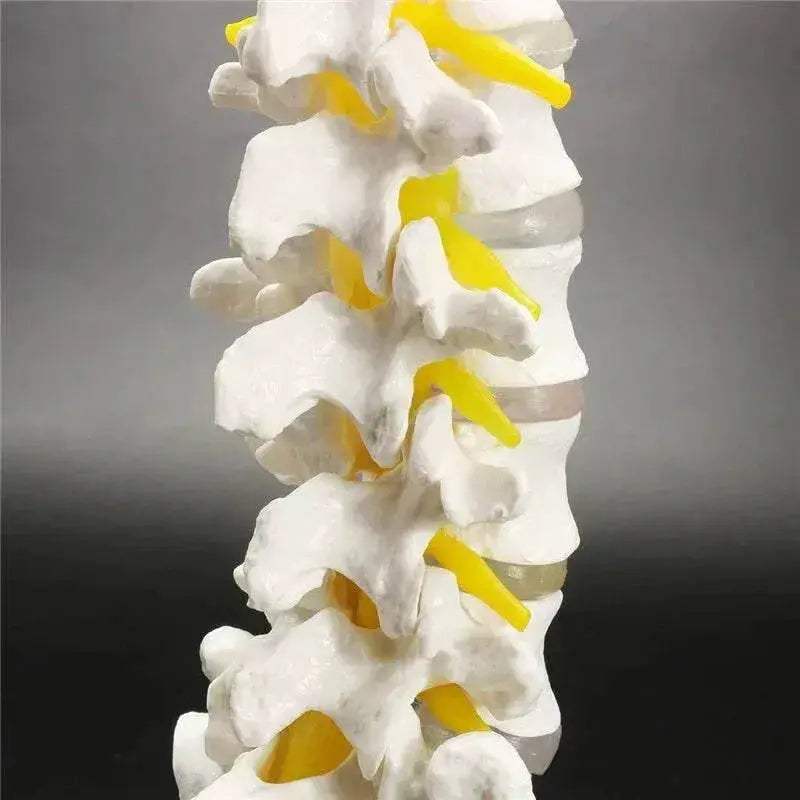 13cm Life Size Chiropractic Human Anatomical Lumbar Vertebral Spine Model School Educational Medical Teaching Tool - ToylandEU