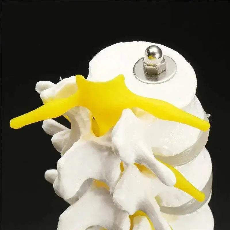 13cm Life Size Chiropractic Human Anatomical Lumbar Vertebral Spine Model School Educational Medical Teaching Tool - ToylandEU