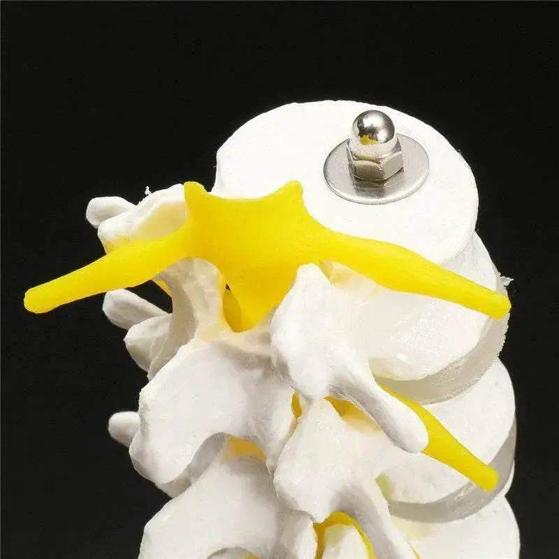 13cm Life Size Chiropractic Human Anatomical Lumbar Vertebral Spine Model School Educational Medical Teaching Tool - ToylandEU