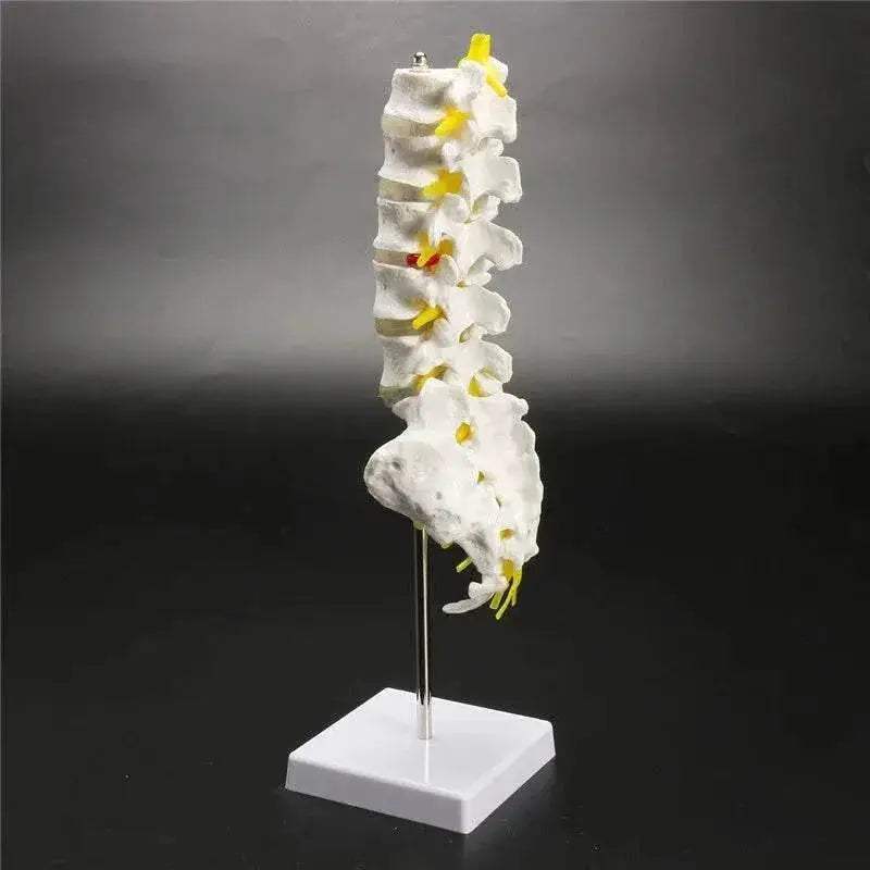 13cm Life Size Chiropractic Human Anatomical Lumbar Vertebral Spine Model School Educational Medical Teaching Tool - ToylandEU