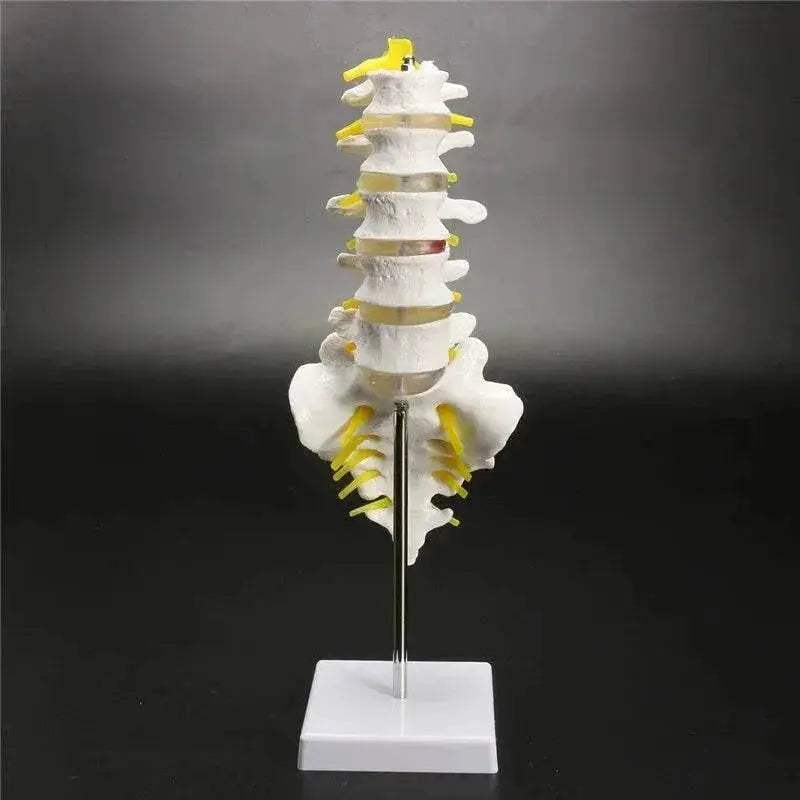 13cm Life Size Chiropractic Human Anatomical Lumbar Vertebral Spine Model School Educational Medical Teaching Tool - ToylandEU