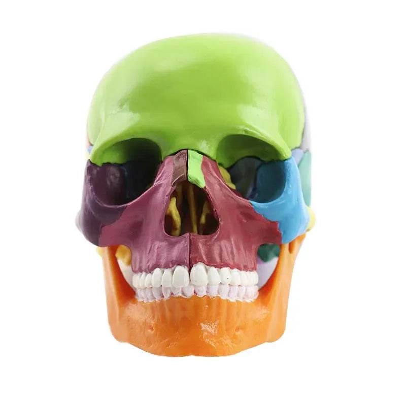 15 Parts 4D 1:2 Life-Size Color Assembly Human Anatomy Skull Toy Medical Skeleton Model - ToylandEU
