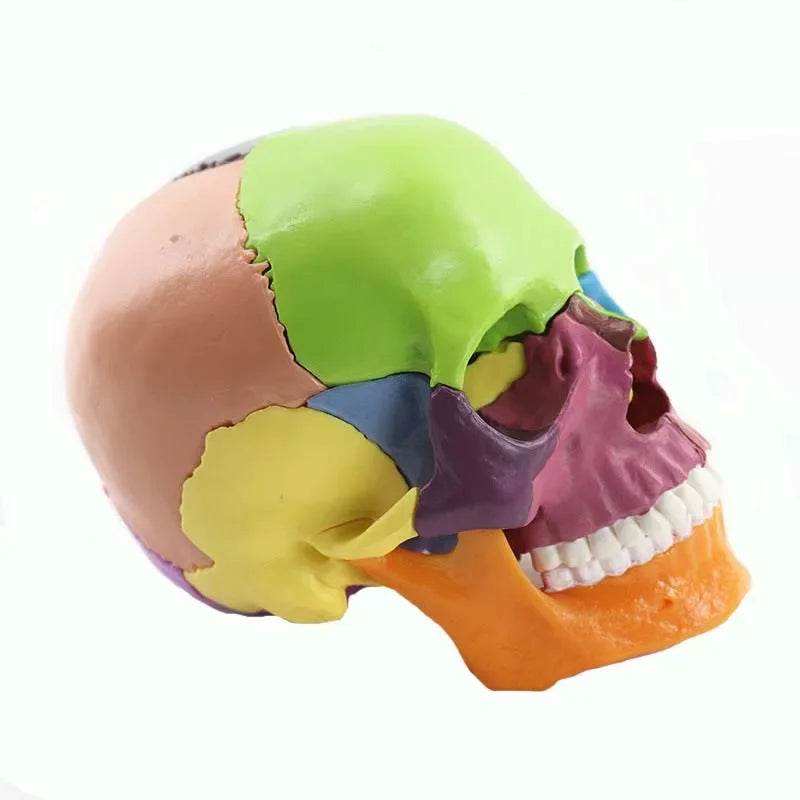 15 Parts 4D 1:2 Life-Size Color Assembly Human Anatomy Skull Toy Medical Skeleton Model - ToylandEU