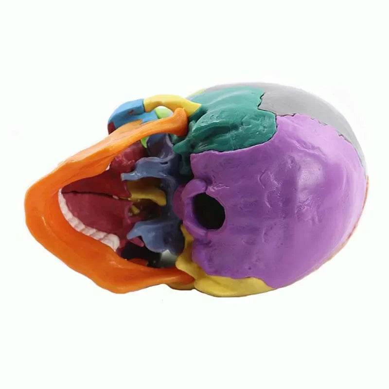15 Parts 4D 1:2 Life-Size Color Assembly Human Anatomy Skull Toy Medical Skeleton Model - ToylandEU