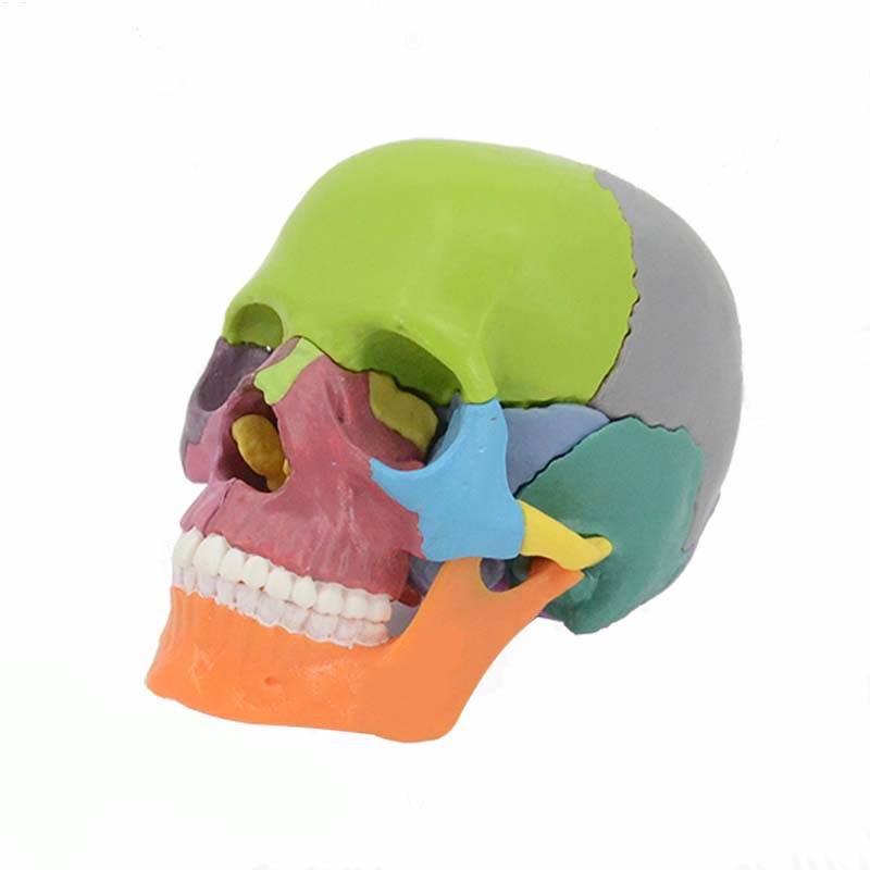 15 Parts 4D 1:2 Life-Size Color Assembly Human Anatomy Skull Toy Medical Skeleton Model - ToylandEU