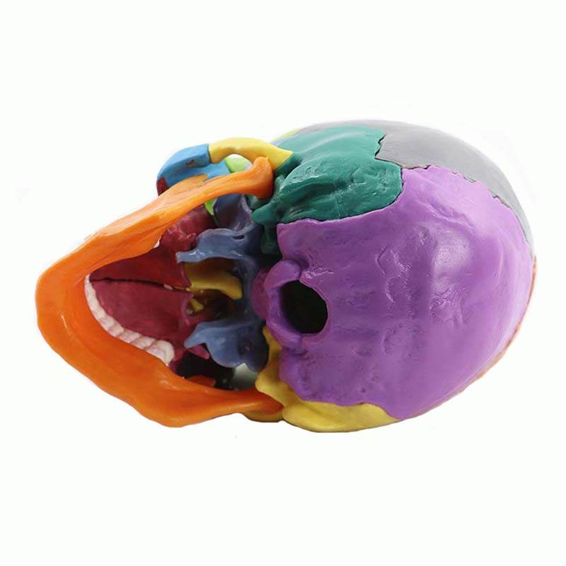 15 Parts 4D 1:2 Life-Size Color Assembly Human Anatomy Skull Toy Medical Skeleton Model - ToylandEU