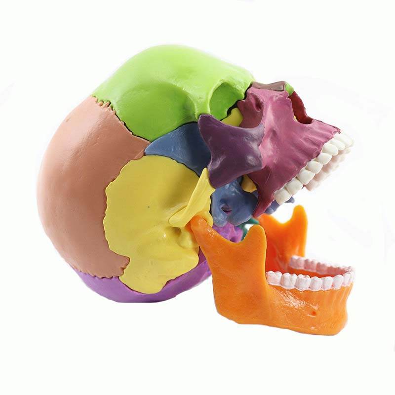 15 Parts 4D 1:2 Life-Size Color Assembly Human Anatomy Skull Toy Medical Skeleton Model - ToylandEU