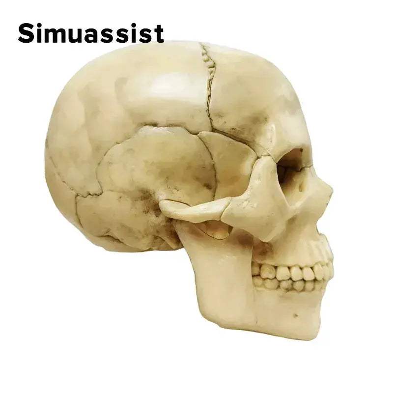15 Piece Disassembled Skull Anatomical Model For Teaching - ToylandEU