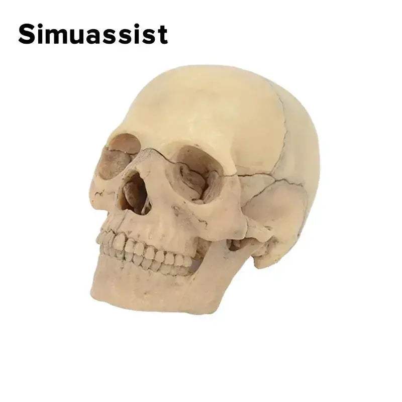 15 Piece Disassembled Skull Anatomical Model For Teaching - ToylandEU