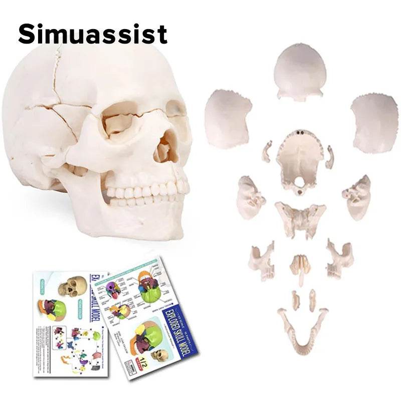 15PCS/SET 4D Disassembled White Mini Skull Anatomy Model Human Anatomy Detachable Skull Puzzle Medical Teaching Tool - ToylandEU