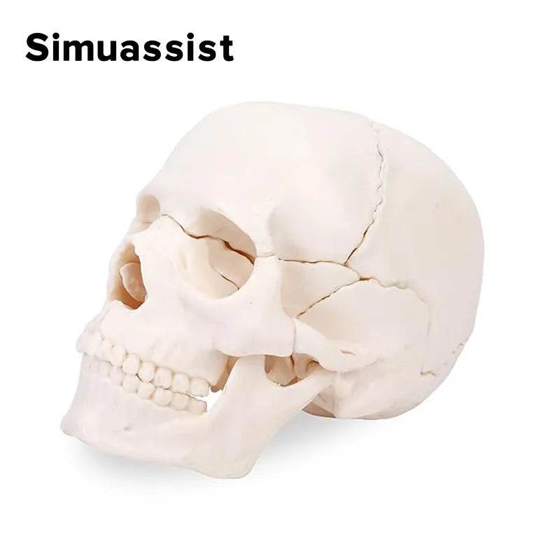 15PCS/SET 4D Disassembled White Mini Skull Anatomy Model Human Anatomy Detachable Skull Puzzle Medical Teaching Tool - ToylandEU