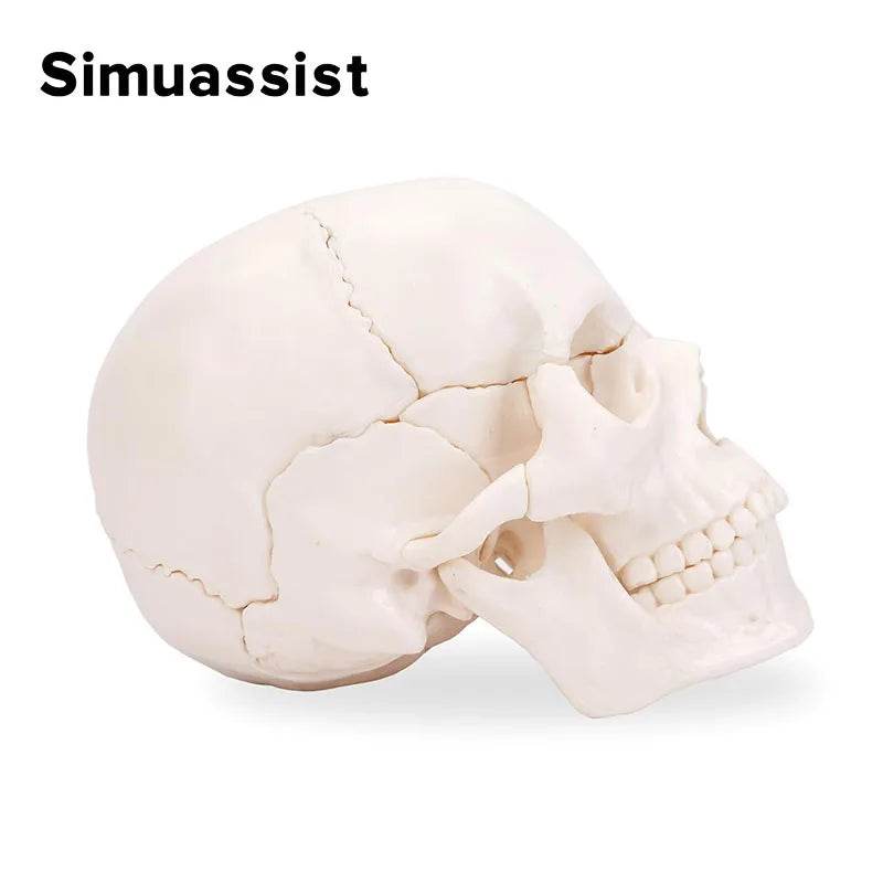 15PCS/SET 4D Disassembled White Mini Skull Anatomy Model Human Anatomy Detachable Skull Puzzle Medical Teaching Tool - ToylandEU