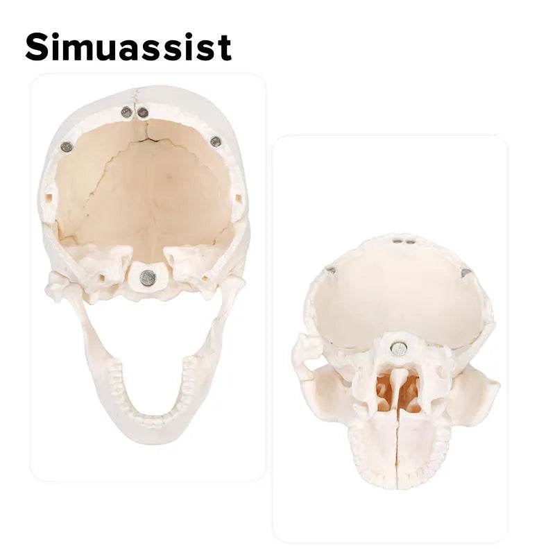 15PCS/SET 4D Disassembled White Mini Skull Anatomy Model Human Anatomy Detachable Skull Puzzle Medical Teaching Tool - ToylandEU