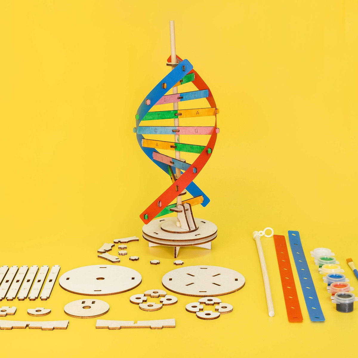 DNA Double Helix Model Kit | Wooden Build And Paint | Biology Science Project