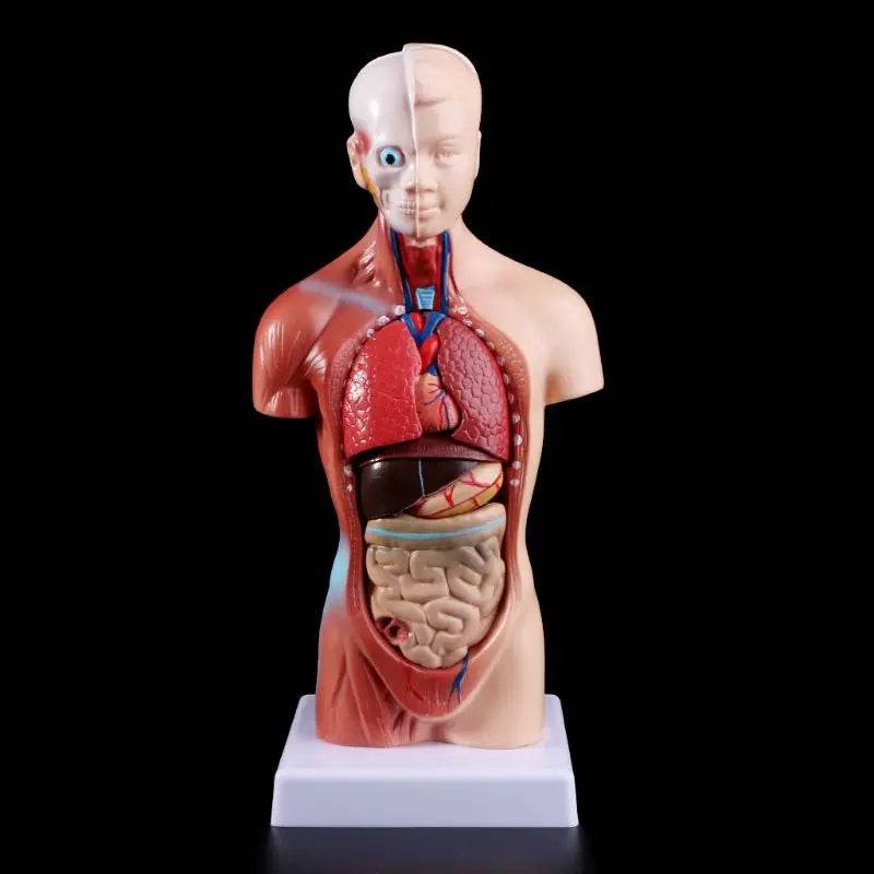 Novo modelo de anatomia do corpo do tronco humano de 2025 com órgãos internos para ensino - ToylandEU