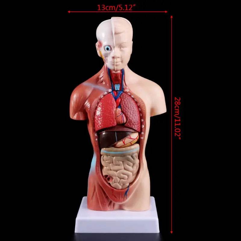 Novo modelo de anatomia do corpo do tronco humano de 2025 com órgãos internos para ensino - ToylandEU