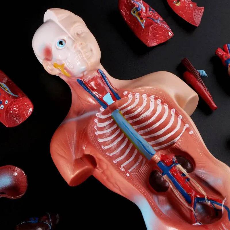 Novo modelo de anatomia do corpo do tronco humano de 2025 com órgãos internos para ensino - ToylandEU