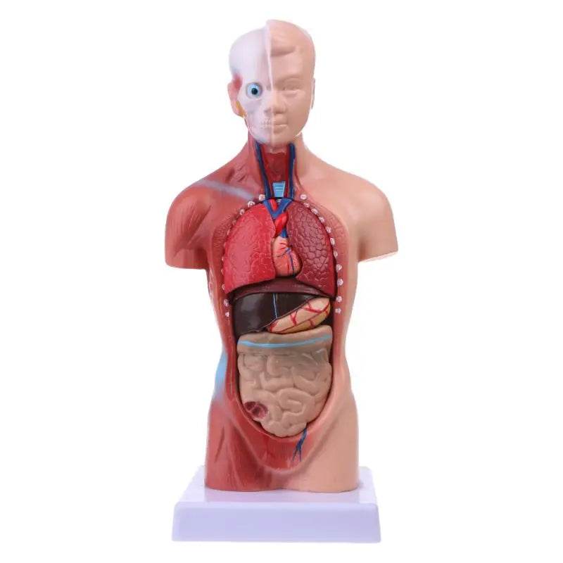 Novo modelo de anatomia do corpo do tronco humano de 2025 com órgãos internos para ensino - ToylandEU